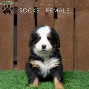 Socks, Bernese Mountain Dog Puppy